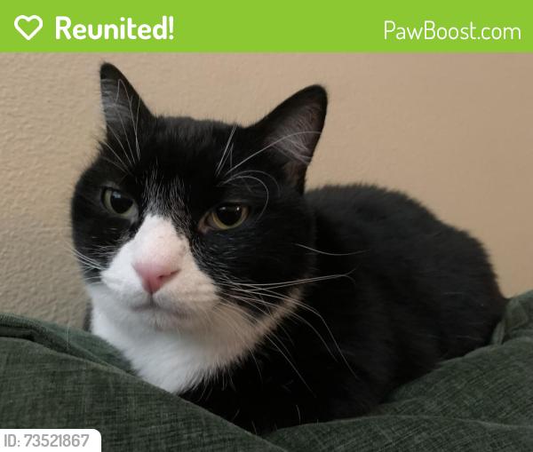 Reunited Male Cat last seen P Building, Beaverton, OR 97007