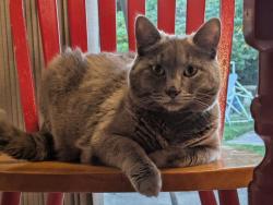 Reunited Female Cat last seen Fremont and 88th Ave, Portland, OR 97220