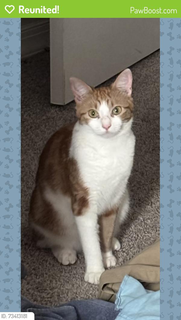Reunited Female Cat last seen s on Balboa, Panama City, FL 32405