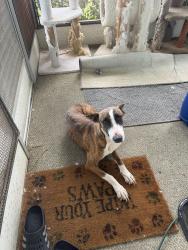 Found/Stray Female Dog last seen Bryant street and fir, Yucaipa, CA 92399