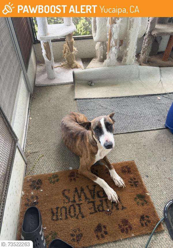 Found/Stray Female Dog last seen Bryant street and fir, Yucaipa, CA 92399