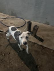 Lost Female Dog last seen Near Beck, Bell, CA 90201