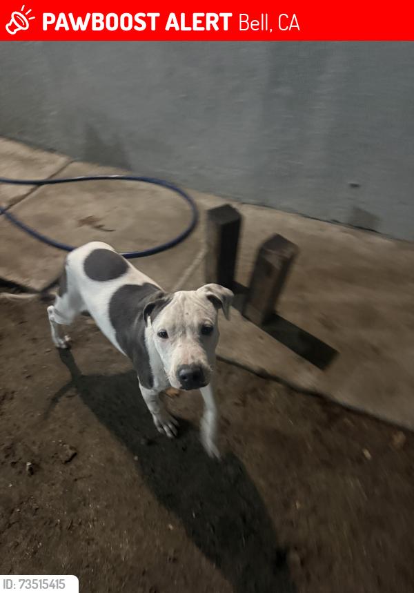 Lost Female Dog last seen Near Beck, Bell, CA 90201