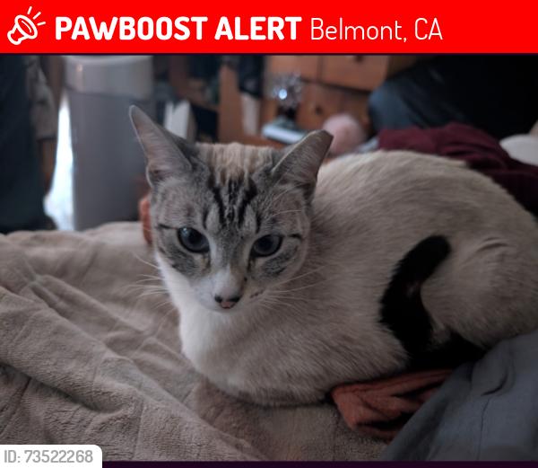 Lost Female Cat last seen Near Public Storage, Belmont, CA 94002