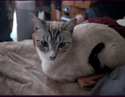 Lost Female Cat last seen Near Public Storage, Belmont, CA 94002