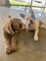 Lost Male Dog last seen 95th st, Littlerock, CA 93543