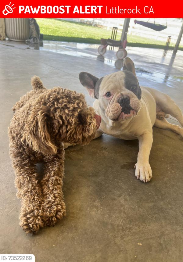 Lost Male Dog last seen 95th st, Littlerock, CA 93543