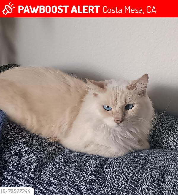 Lost Female Cat last seen Flower St., Fullerton St., Orange St., Costa Mesa, CA 92660