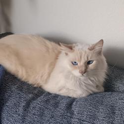 Lost Female Cat last seen Flower St., Fullerton St., Orange St., Costa Mesa, CA 92660