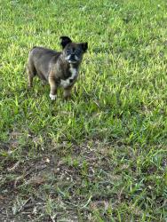 Found/Stray Male Dog last seen Rufe Snow, North Richland Hills, TX 76148