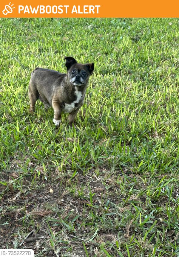 Found/Stray Male Dog last seen Rufe Snow, North Richland Hills, TX 76148