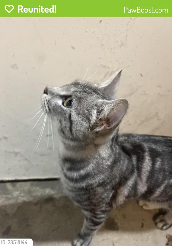 Reunited Unknown Cat last seen The Barlow in Sebastopol Ca, Sebastopol, CA 95473