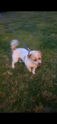 Reunited Male Dog last seen Near e sunnyview Ave Visalia 93291, Visalia, CA 93291