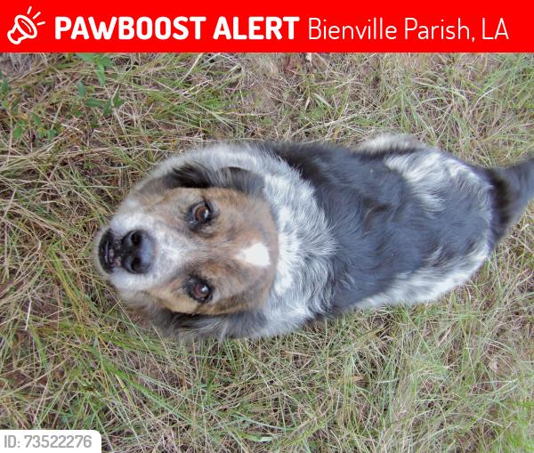 Lost Male Dog last seen punkin center rd and hwy 792 in castor, la, Bienville Parish, LA 71016