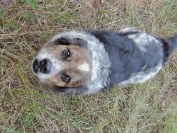 Lost Male Dog last seen punkin center rd and hwy 792 in castor, la, Bienville Parish, LA 71016