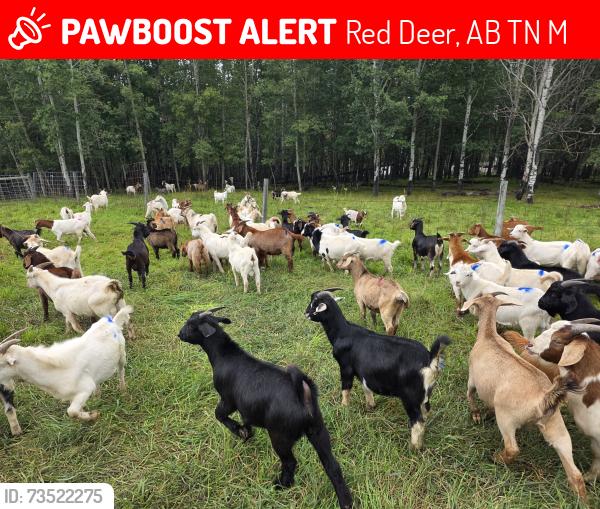 Lost Male Other last seen KerryWood Nature Centre, Red Deer, AB T4N 3M4