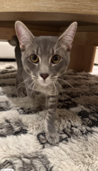 Reunited Male Cat last seen George Washington High School, San Francisco, CA 94121