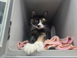Shelter Stray Female Cat last seen Near Snyder Avenue, BROOKLYN, NY, 11226, 326 E 110th St, New York, NY 10029, USA