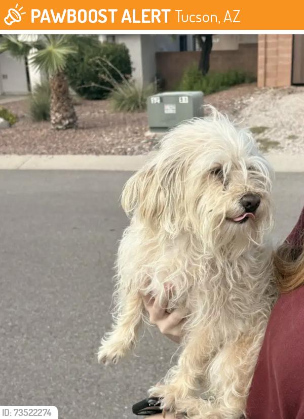 Found/Stray Male Dog last seen Cortaro and stargrass, Tucson, AZ 85705