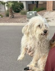 Found/Stray Male Dog last seen Cortaro and stargrass, Tucson, AZ 85705