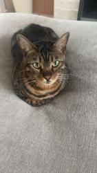 Lost Male Cat last seen Clairmont, San Diego, CA 92111