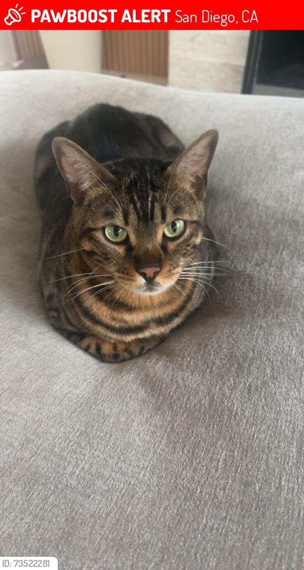 Lost Male Cat last seen Clairmont, San Diego, CA 92111