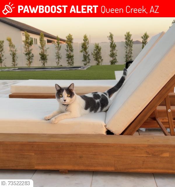 Lost Male Cat last seen Power and Hunt, Queen Creek, AZ 85142