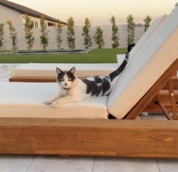 Lost Male Cat last seen Power and Hunt, Queen Creek, AZ 85142