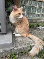 Lost Male Cat last seen Fairway on Cottage Grove, Dolton, IL 60419