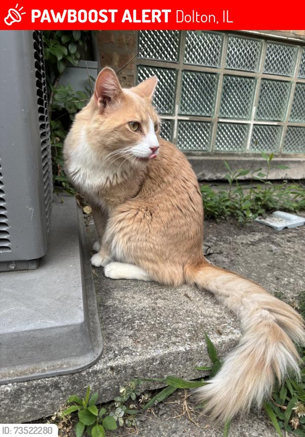 Lost Male Cat last seen Fairway on Cottage Grove, Dolton, IL 60419