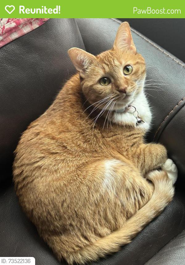 Reunited Female Cat last seen Meadow Ranch Pkwy apmts, Fort Bend County, TX 77407