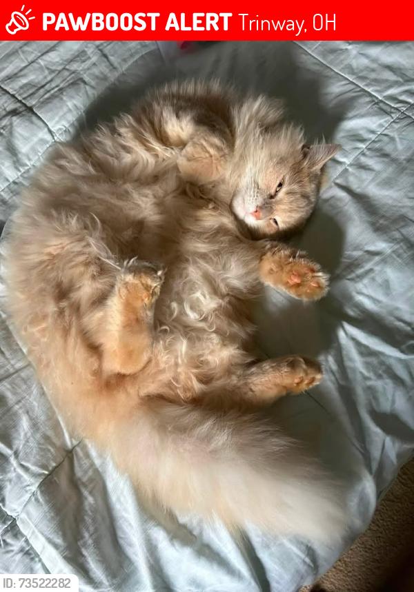 Lost Male Cat last seen 3rd street and 3rd Ave, Trinway, OH 43842