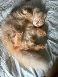 Lost Male Cat last seen 3rd street and 3rd Ave, Trinway, OH 43842
