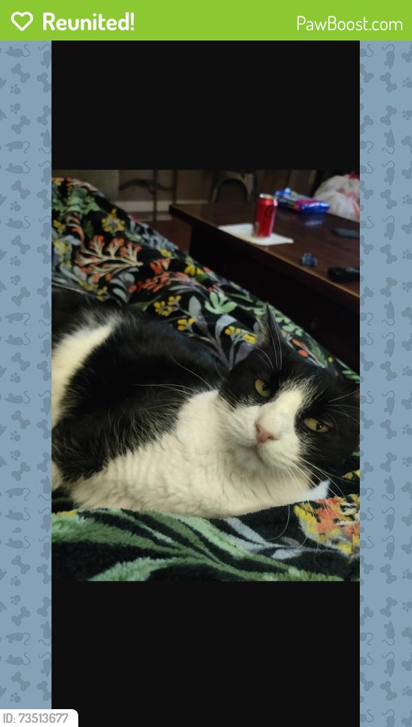 Reunited Female Cat last seen Near Ne 93rd St, Vancouver, WA 98682