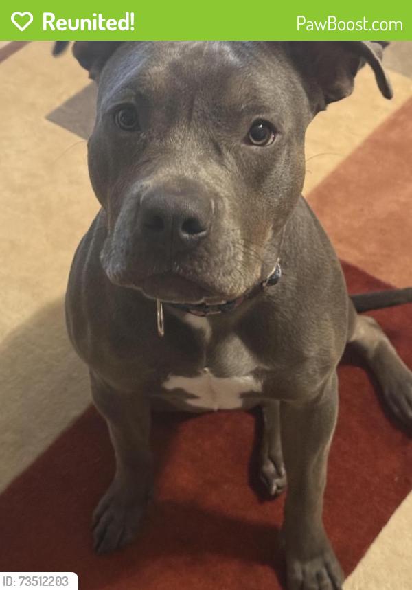 Reunited Female Dog last seen My backyard, San Diego, CA 92114