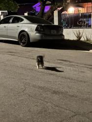 Found/Stray Unknown Dog last seen Dawley Ave, La Puente, CA 91744