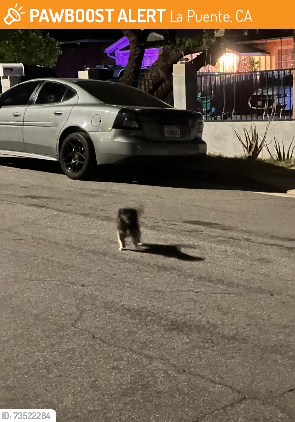 Found/Stray Unknown Dog last seen Dawley Ave, La Puente, CA 91744