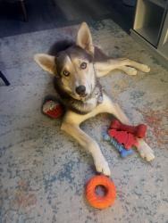 Lost Male Dog last seen Scott Robinson, North Las Vegas, NV 89031
