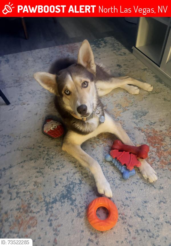 Lost Male Dog last seen Scott Robinson, North Las Vegas, NV 89031