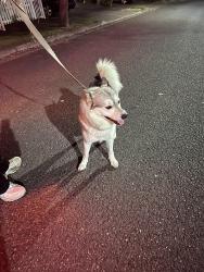 Reunited Male Dog last seen Sexton Mt Elementary, Beaverton, OR 97007