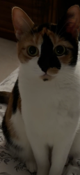 Reunited Female Cat last seen Near & 67th Surrey BC, Surrey, BC V3S 0Z4