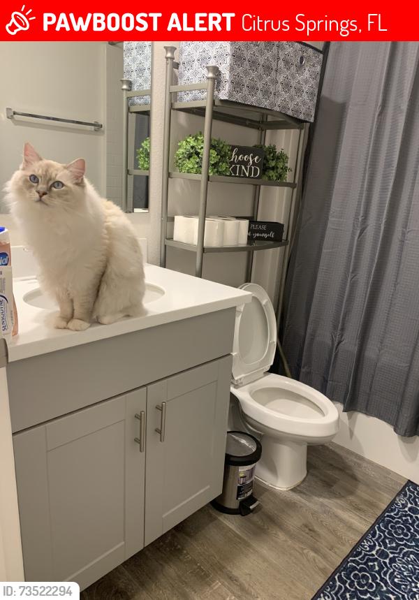 Lost Male Cat last seen Near W Dock Place, Citrus Springs, FL 34434