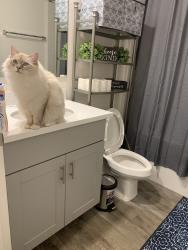 Lost Male Cat last seen Near W Dock Place, Citrus Springs, FL 34434