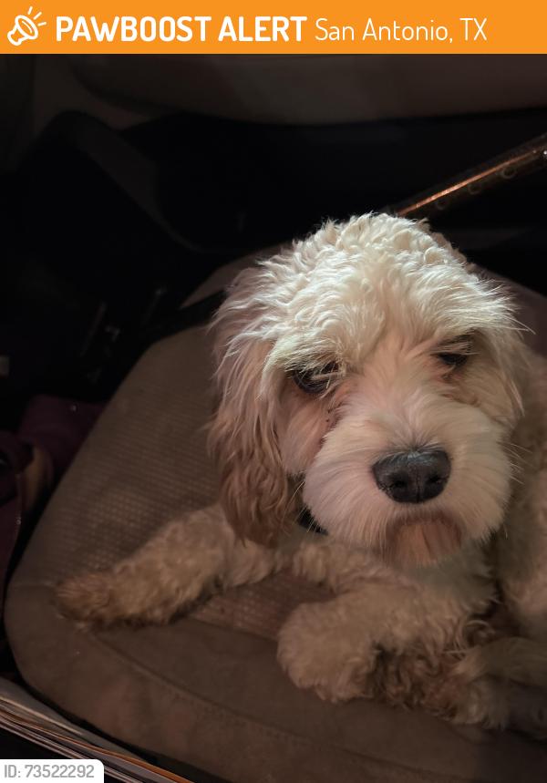 Found/Stray Male Dog last seen Wurzbach Parkway, San Antonio, TX 78233