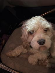 Found/Stray Male Dog last seen Wurzbach Parkway, San Antonio, TX 78233
