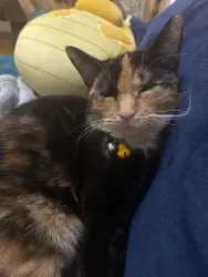 Lost Female Cat last seen Clayton st, Denver, CO 80206