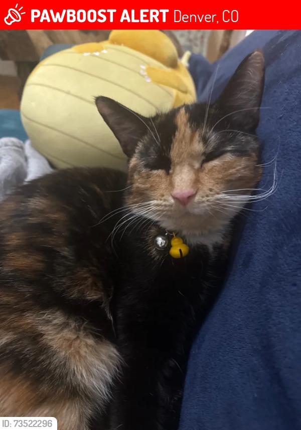 Lost Female Cat last seen Clayton st, Denver, CO 80206