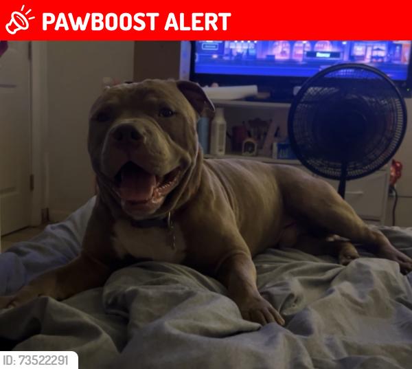 Lost Male Dog last seen Military and Belvedere, West Palm Beach, FL 33417