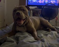 Lost Male Dog last seen Military and Belvedere, West Palm Beach, FL 33417