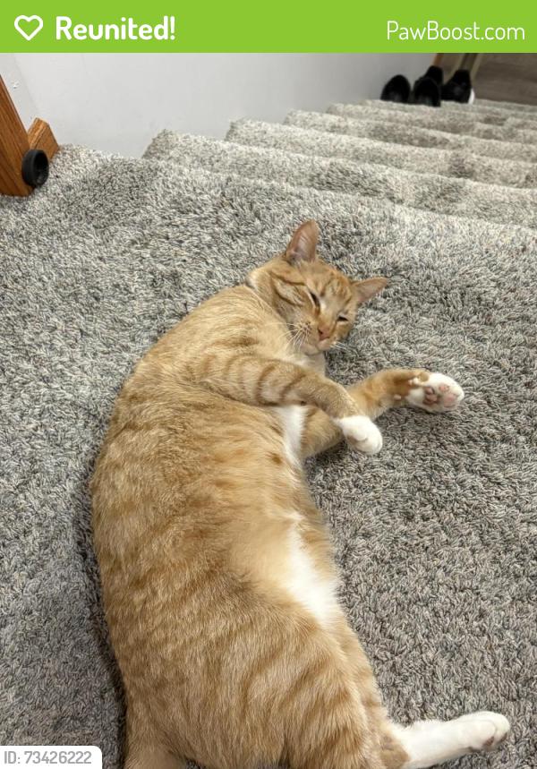 Reunited Male Cat last seen East walnut street., Sioux Falls, SD 57103